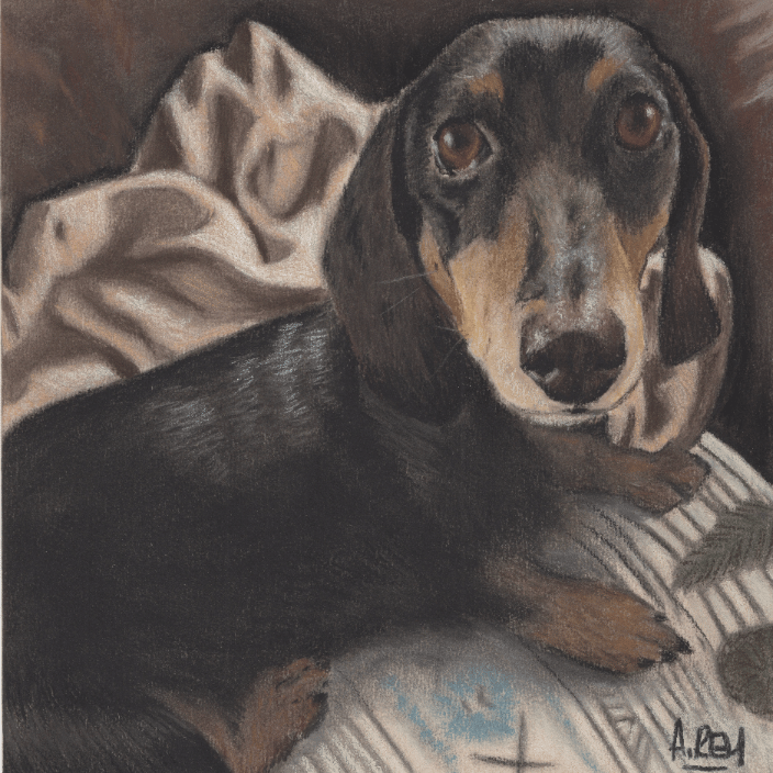 Charcoal and pastel portrait of Dachshund