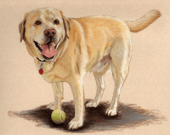 Yellow Labrador Retriever in pastels