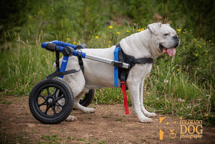 colorado dog photographer matt lit