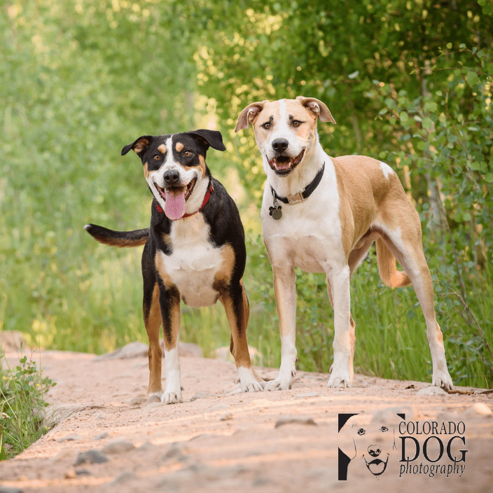 colorado dog photographer matt lit