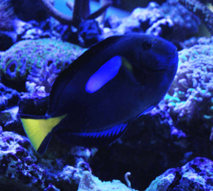 Rare, color morph of a Blue hepatus tang