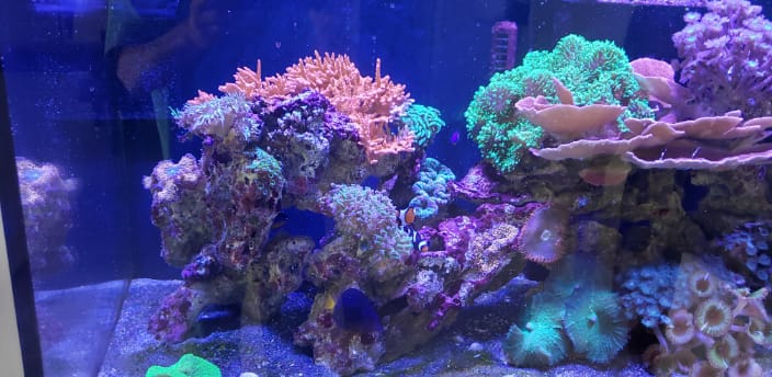 A thriving living reef system