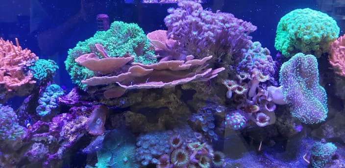 Beautiful corals