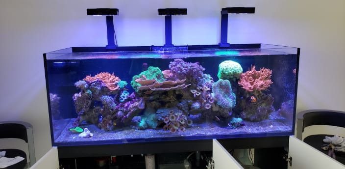 A client's reef system