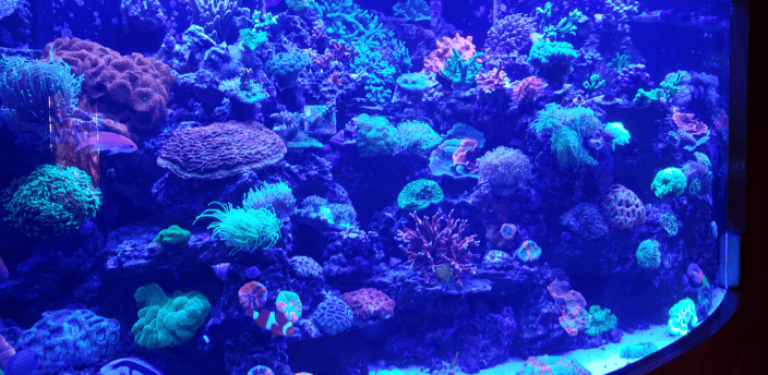 900-gallon living reef