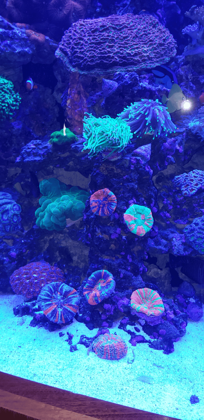 A boatload of gorgeous Aussie scolymia corals