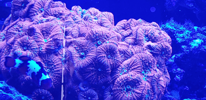 Emerald forest fire mushroom colony