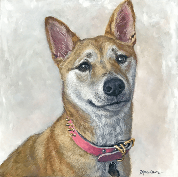 Brenda the Shiba Inu