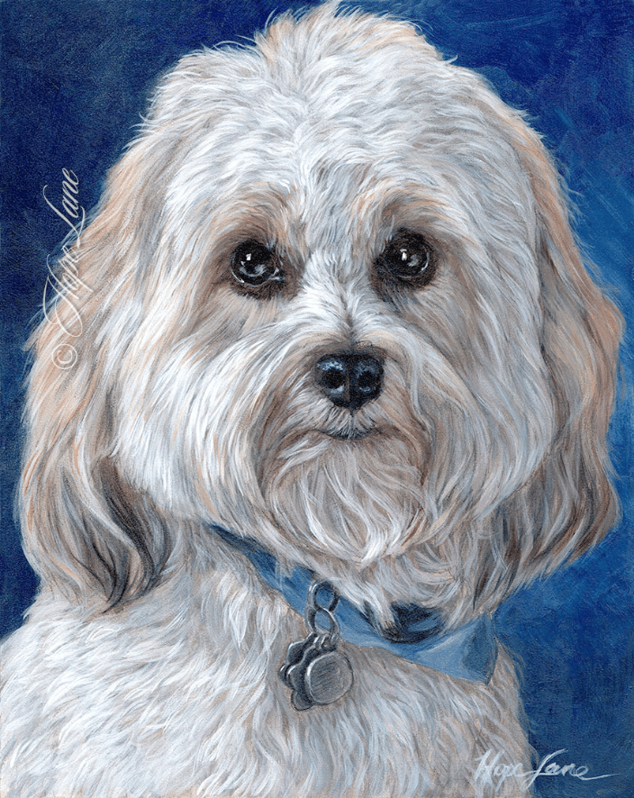 Thai the Havanese