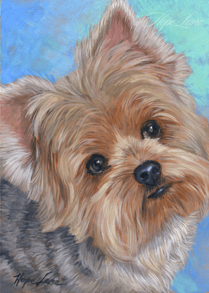 Mel the Yorkie