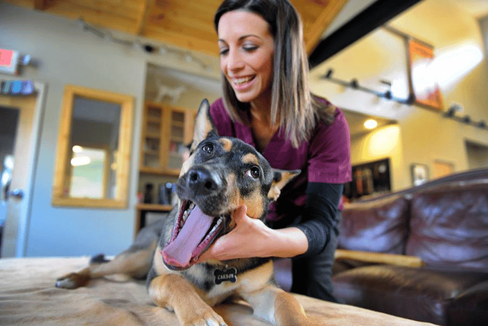 Dr. Avery Garrabrant, animal chiropractor adjusting Carbon the German Shepard