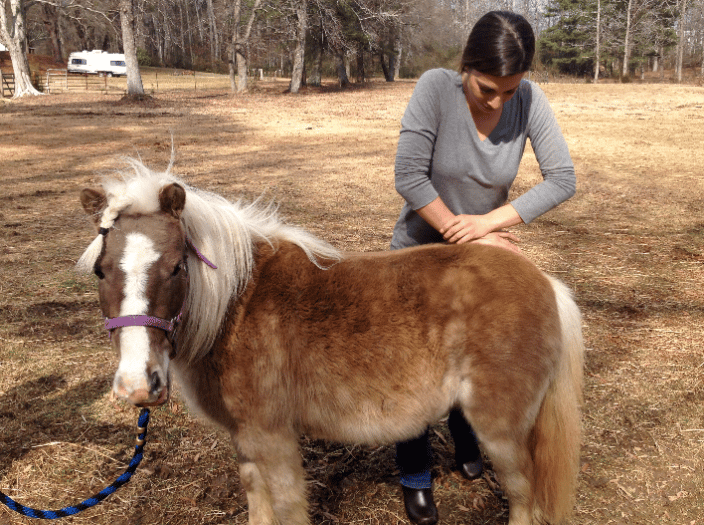 Dr. Avery Garrabrant, animal chiropractor adjusting a mini pony