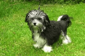 Our favorite small dog breed! The Lowchen