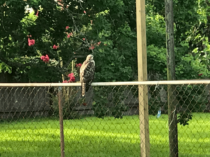 Visitor to Hale's Half Acre Pet Cemetery