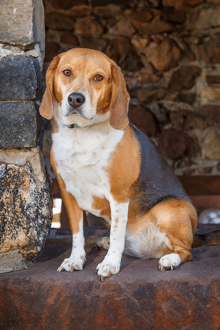 Beagle mix