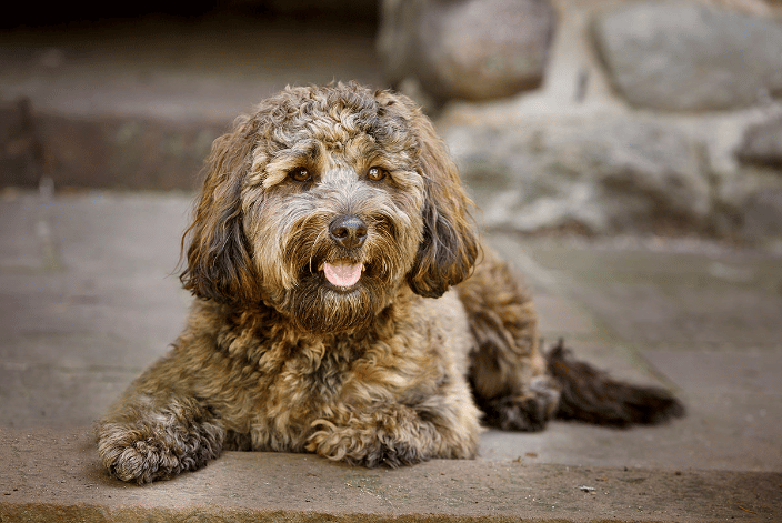 Photo of a brown dog