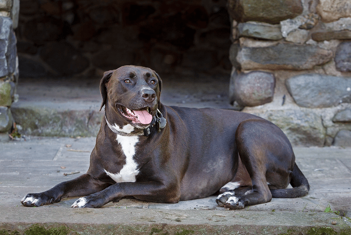 Lab Mix dog