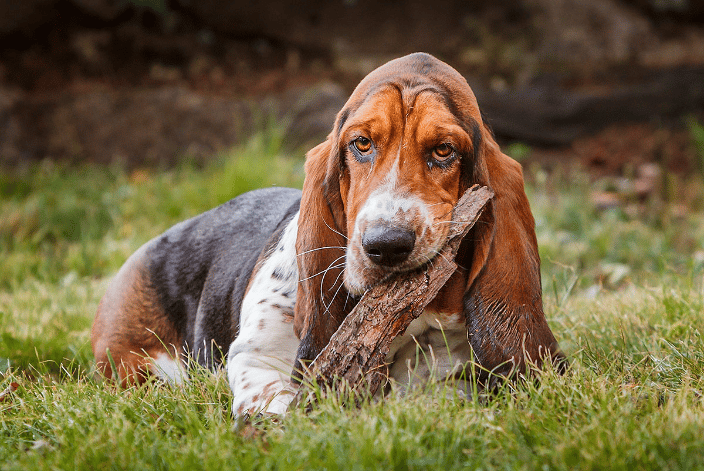 Basset Hound chewing on bark