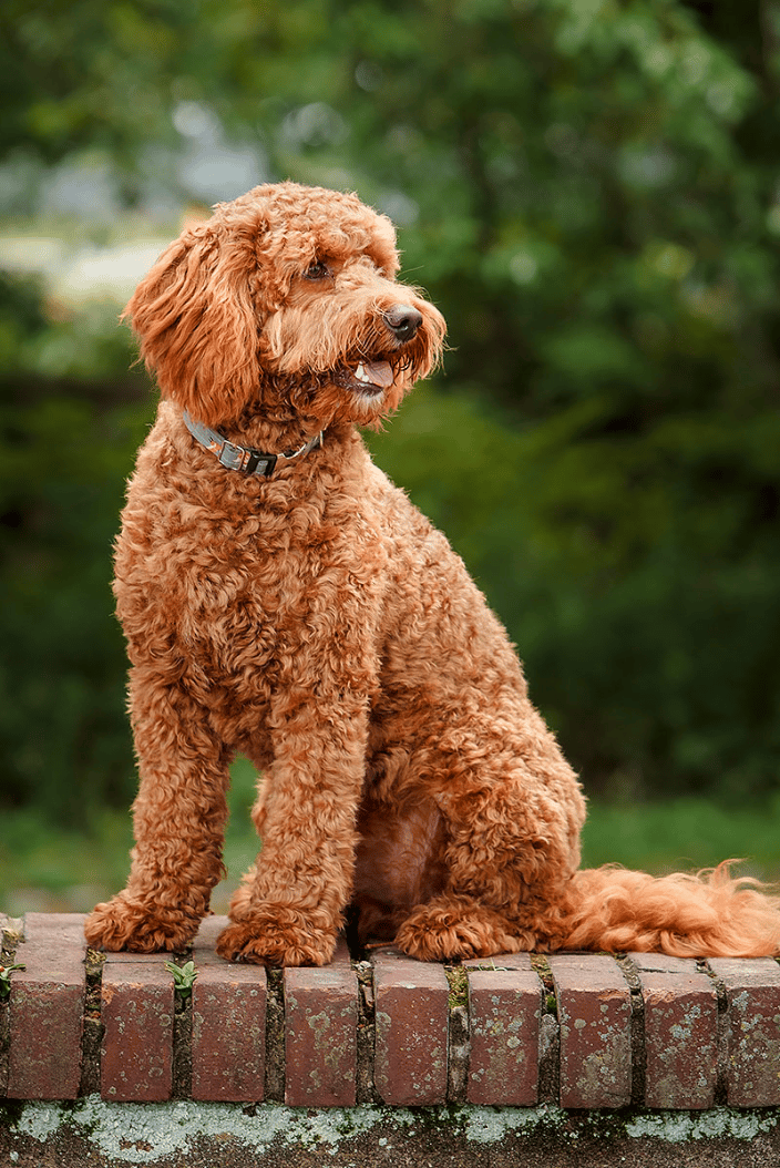 Goldendoddle