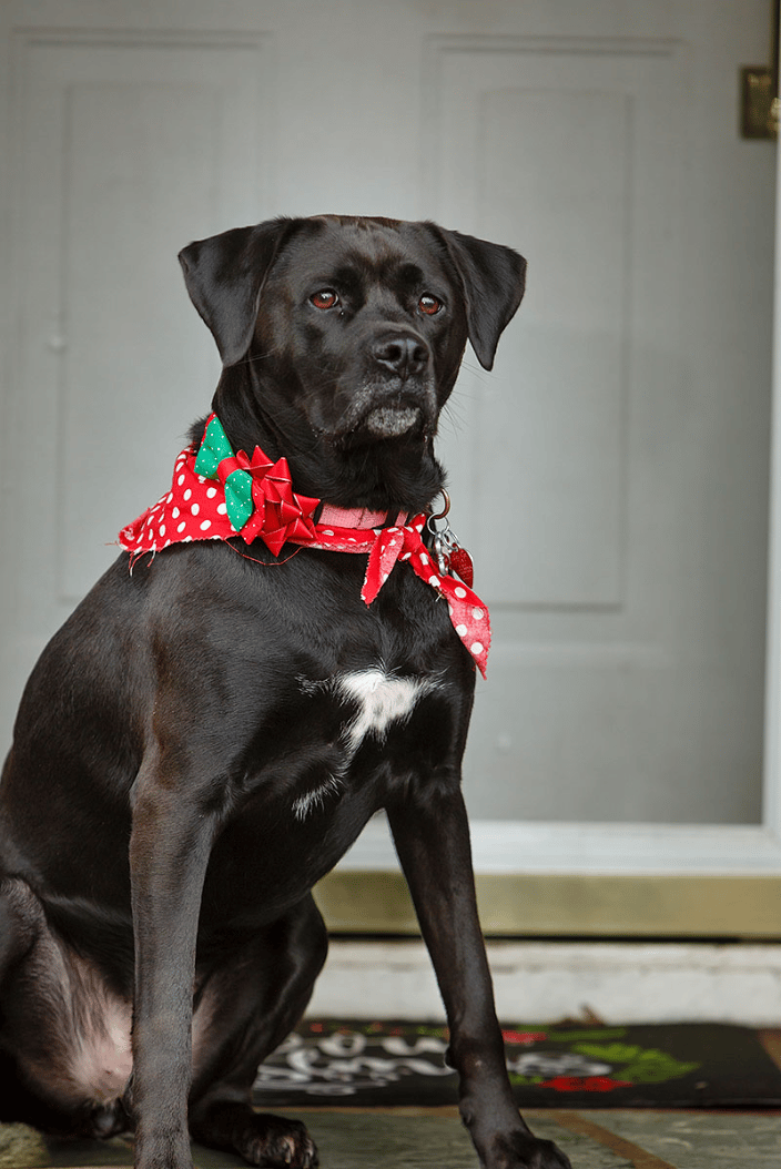 Black Lab Mix