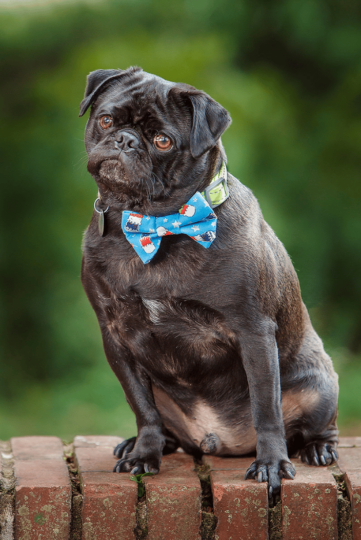 Pug