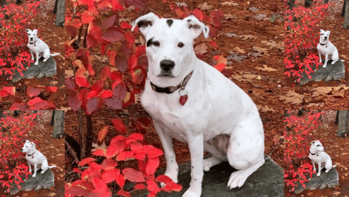 Ladybug's Photoshoot