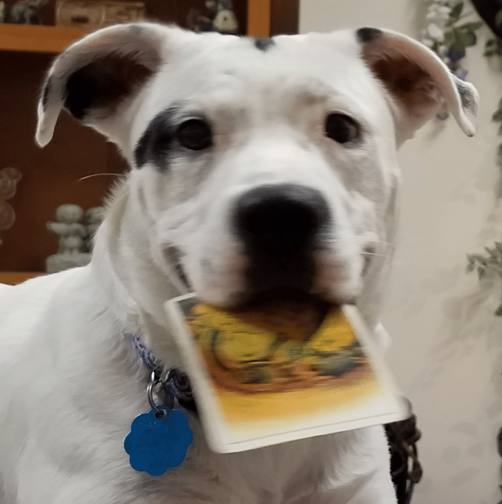 Ladybug grabbed my favorite card!
