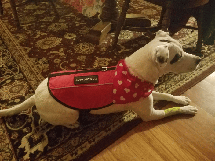 I am a great Support Dog!!!