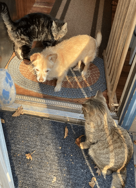 Skeeter, Sparky, & Simba (The Jungle Kitty!)