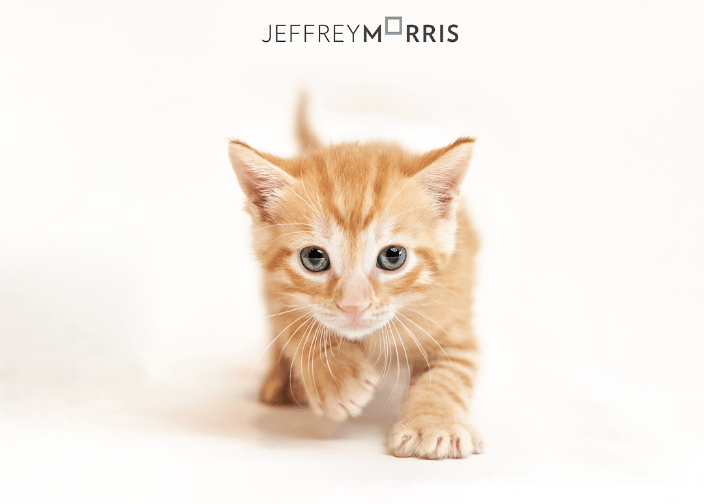 Tabby Kitten