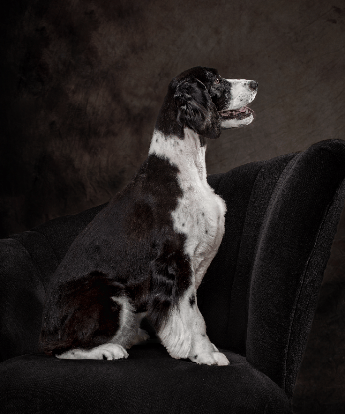 Spaniel