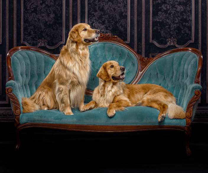 Golden Retriever