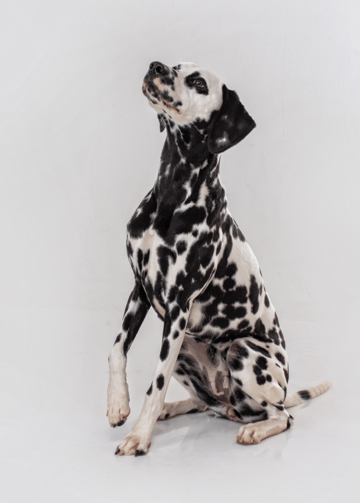 Harlequin Great Dane