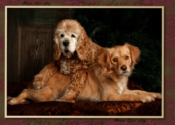 Wheaten