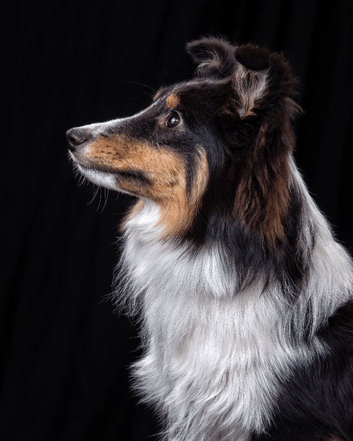 Sheltie