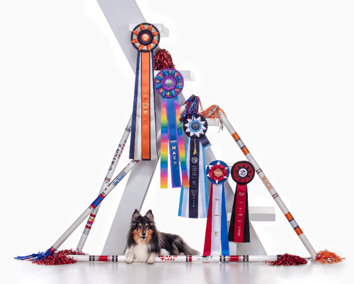 Sheltie Champion