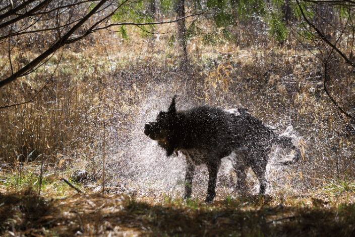 Dog shaking water
