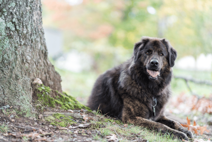 Dog sitting under a tree