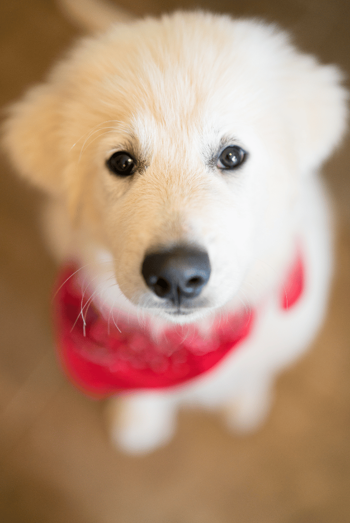 Puppy looking at camera