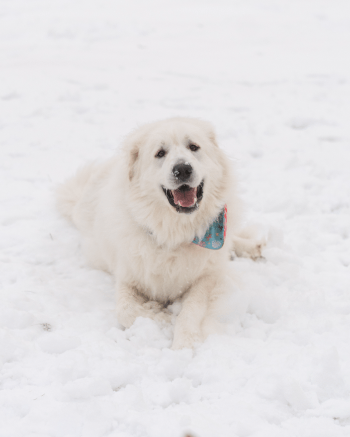 Dog in snow