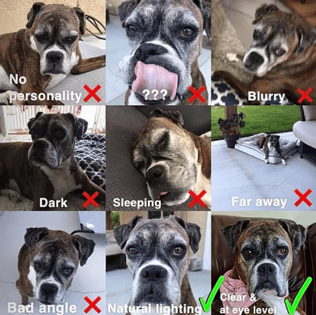 For the best portrait of your pet, good photographs are crucial. 