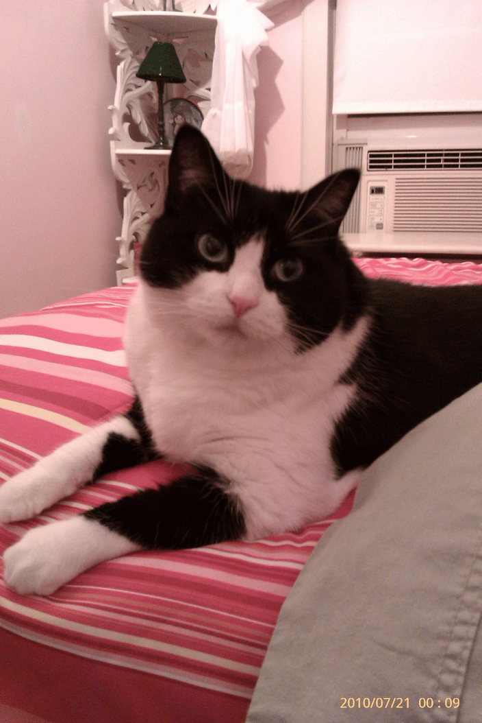 My beloved Susie - RIP