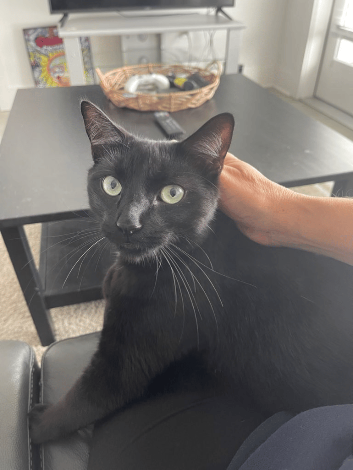 Spooky the cat