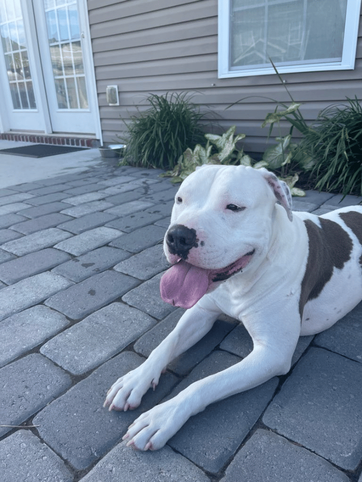 Dallas, happy pup