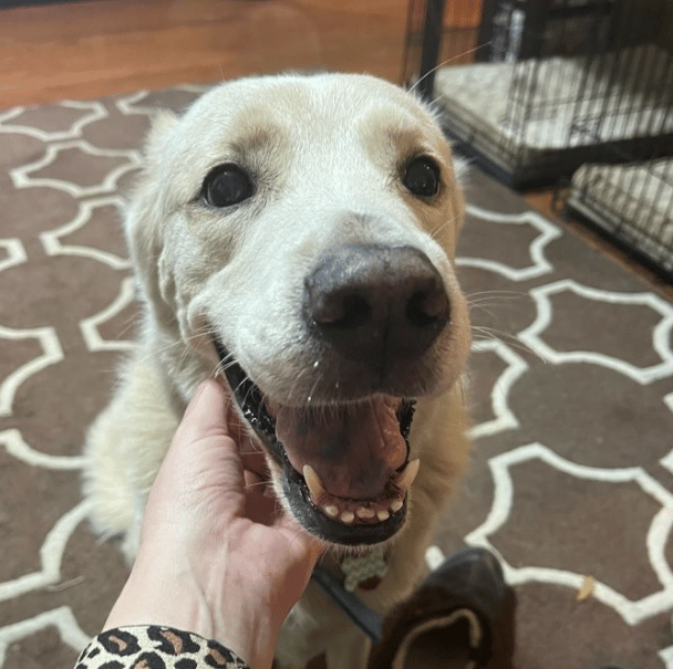 Lucky - smiling