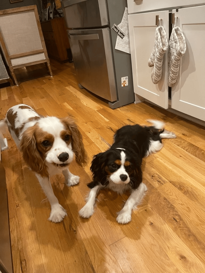 Camelot & Brera, Cavalier King Charles Spaniels