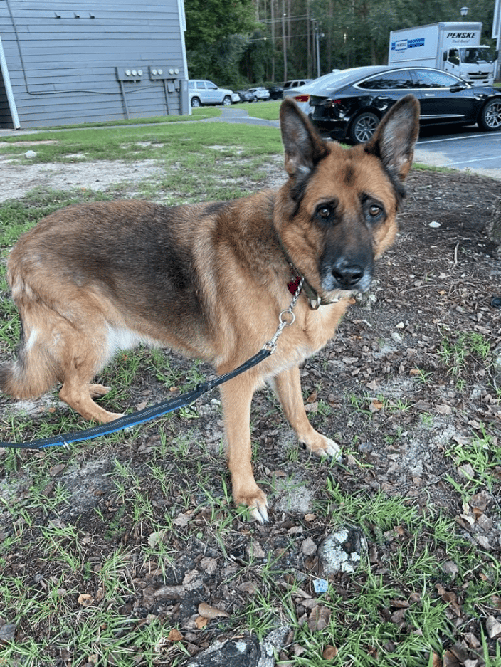 Garren, german shepherd