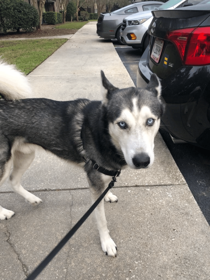 Sobotka, siberian husky