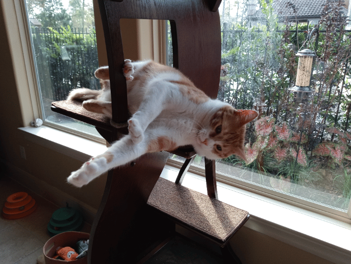 Cheddar
