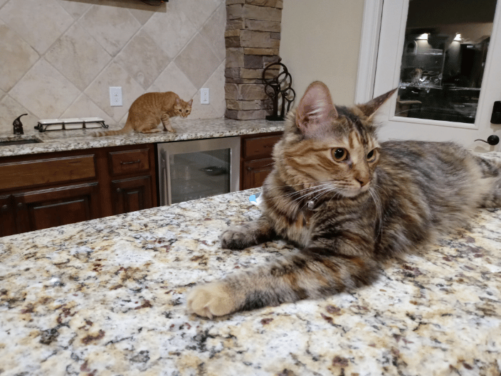 Luna (Mango in the background)